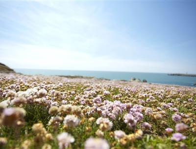 Ile d'Yeu près du Camping Les Sirènes 3 étoiles