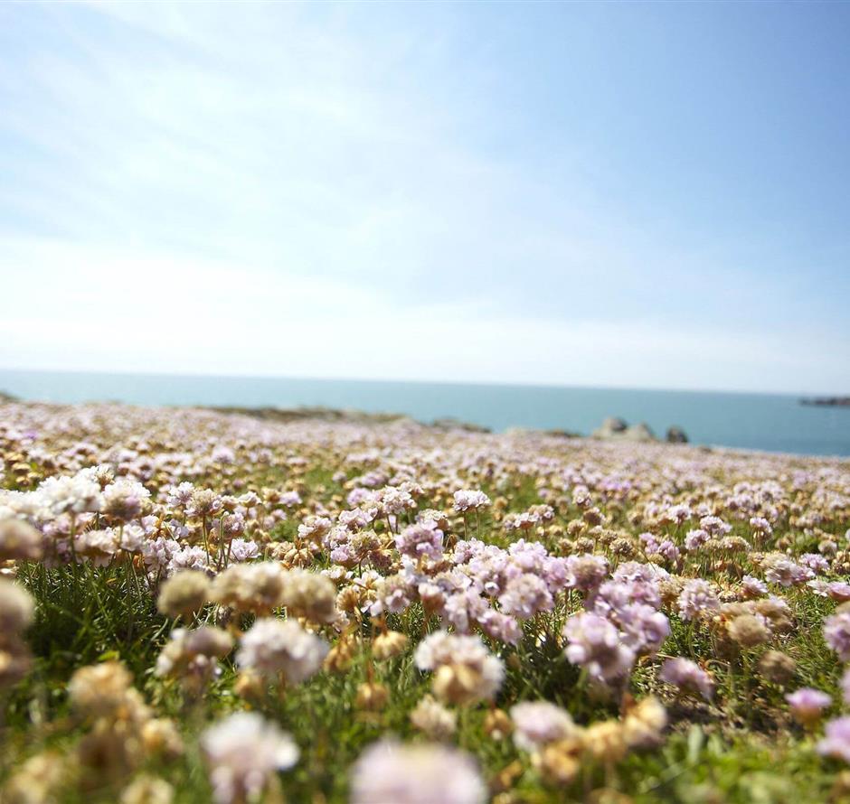 Ile d'Yeu près du Camping Les Sirènes 3 étoiles 