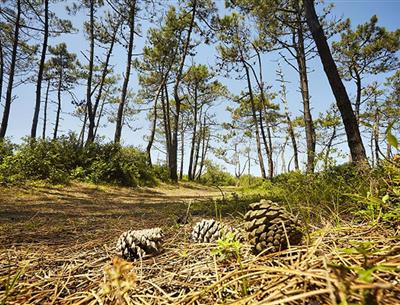 Saint-Jean-de-Monts, aux alentours du camping Les Sirènes 3 étoiles en Vendée