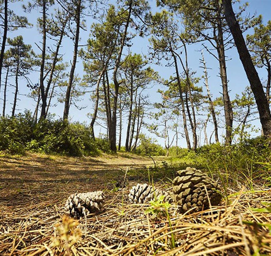 Saint-Jean-de-Monts, aux alentours du camping Les Sirènes 3 étoiles en Vendée 