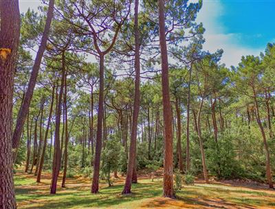 Pinède Saint-Jean-de-Monts en Vendée