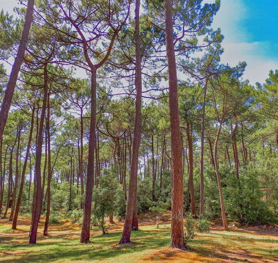 Pinède Saint-Jean-de-Monts en Vendée 