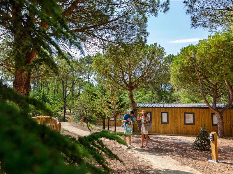 Nature et pinède au camping 3 étoiles Les Sirènes à Saint-Jean-de-Monts - CAMPING**** Les Sirènes