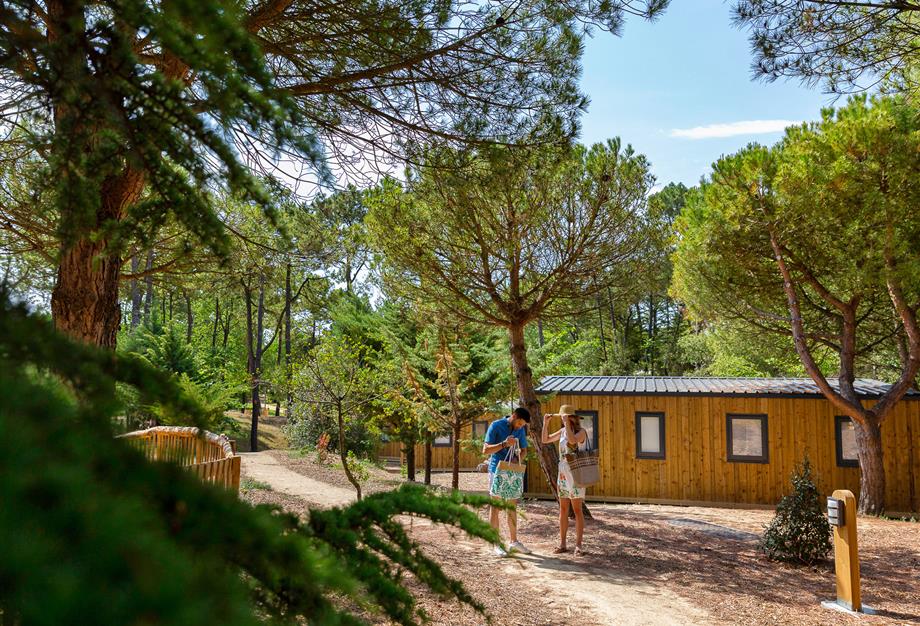 Nature et pinède au camping 3 étoiles Les Sirènes à Saint-Jean-de-Monts - CAMPING**** Les Sirènes