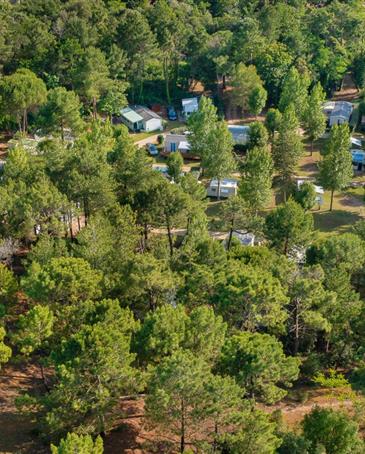 Nature et pinède au camping 3 étoiles Les Sirènes à Saint-Jean-de-Monts - CAMPING**** Les Sirènes