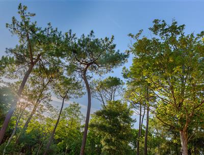 Forêt du Pays de Saint-Jean-de-Monts en Vendée près du Camping Les Sirènes 3 étoiles