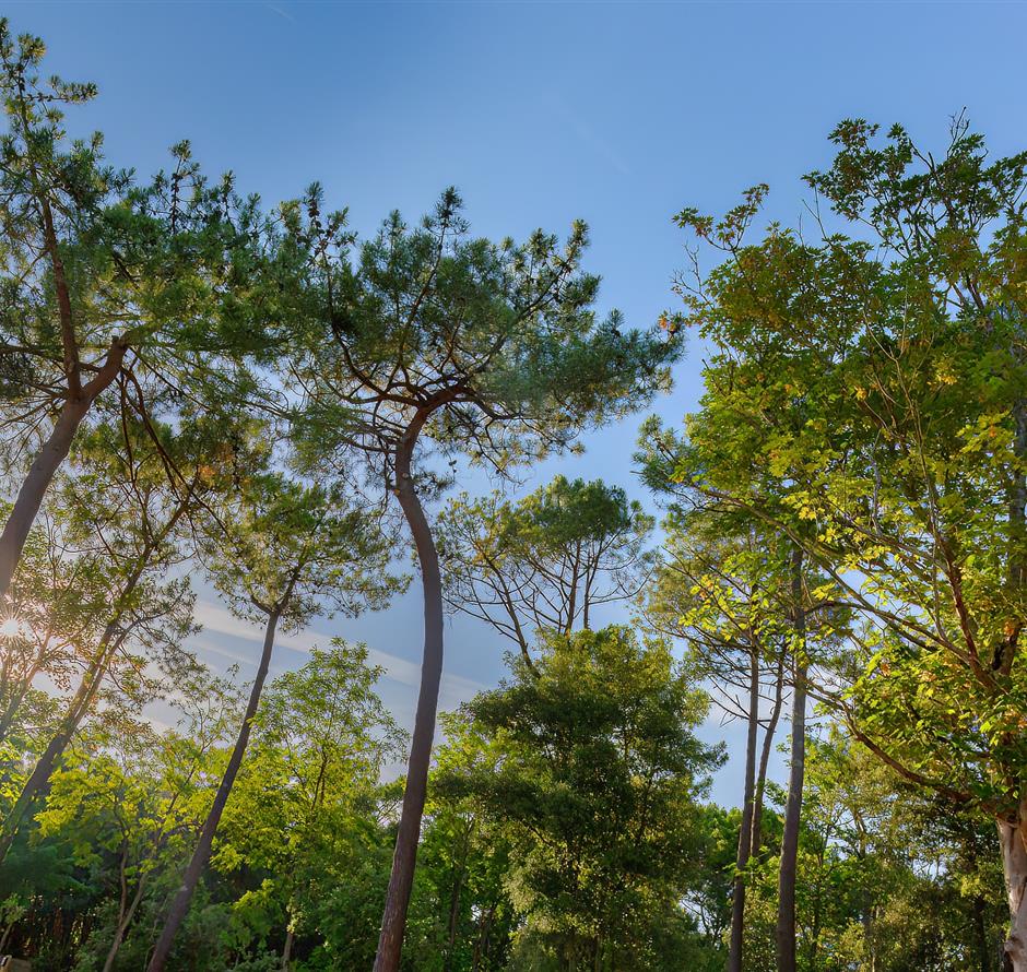 Forêt du Pays de Saint-Jean-de-Monts en Vendée près du Camping Les Sirènes 3 étoiles 