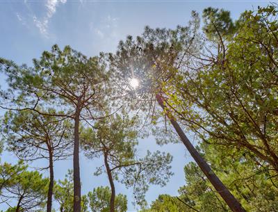 Forêt du Pays de Saint-Jean-de-Monts en Vendée près du Camping Les Sirènes 3 étoiles