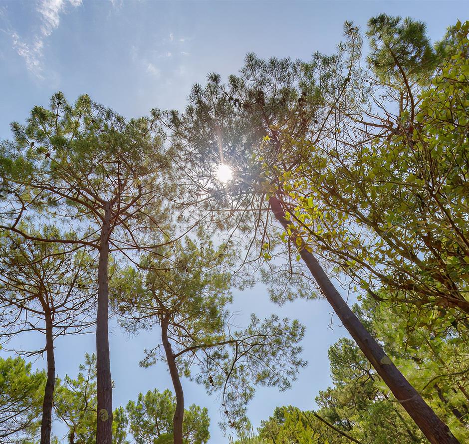 Forêt du Pays de Saint-Jean-de-Monts en Vendée près du Camping Les Sirènes 3 étoiles 