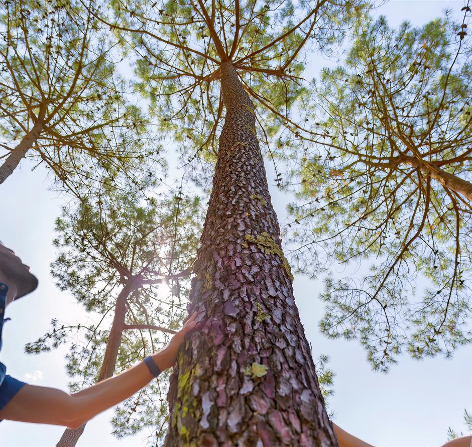 Forêt du Pays de Saint-Jean-de-Monts en Vendée près du Camping Les Sirènes 3 étoiles 
