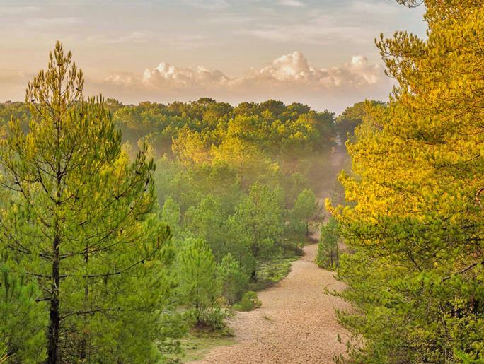 Forêt du Pays de Saint-Jean-de-Monts en Vendée près du Camping Les Sirènes 3 étoiles