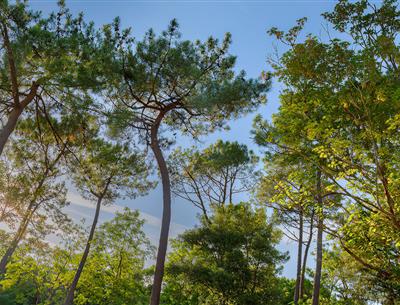 Forêt du Pays de Saint-Jean-de-Monts en Vendée près du Camping Les Sirènes 3 étoiles
