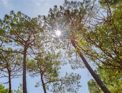 Forêt du Pays de Saint-Jean-de-Monts en Vendée près du Camping Les Sirènes 3 étoiles